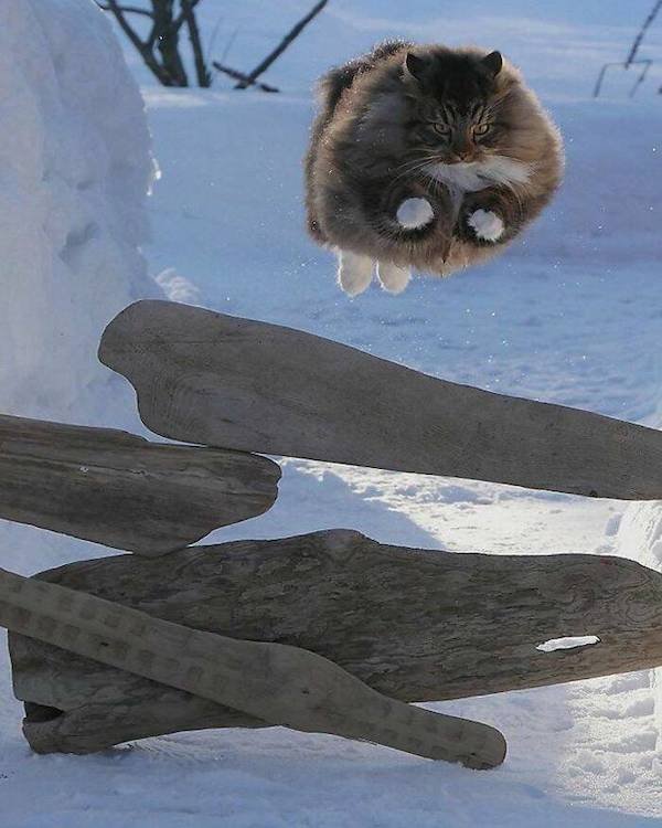 Funny Animals (50 pics)