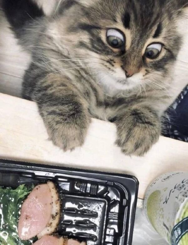 Funny Animals (50 pics)