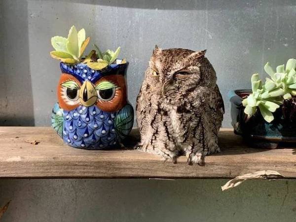 Funny Animals (50 pics)