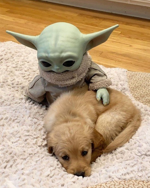 Funny Animals (50 pics)