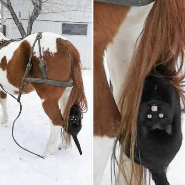 Funny Animals (50 pics)