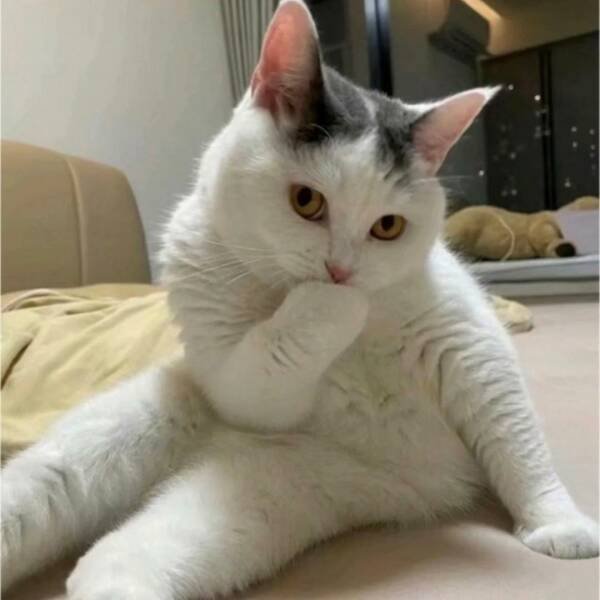 Funny Animals (50 pics)