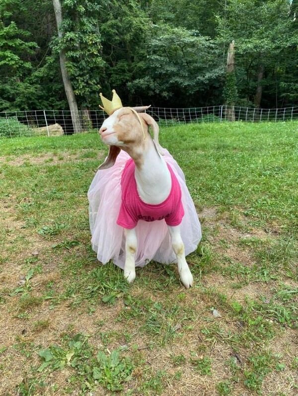 Funny Animals (50 pics)