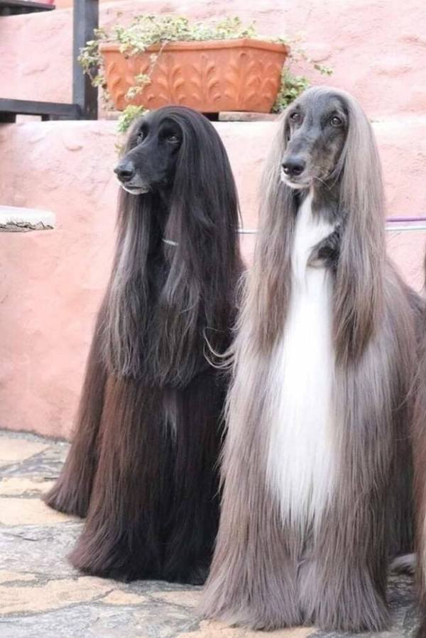 Funny Animals (50 pics)