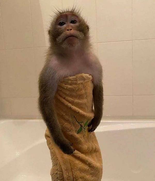 Funny Animals (50 pics)