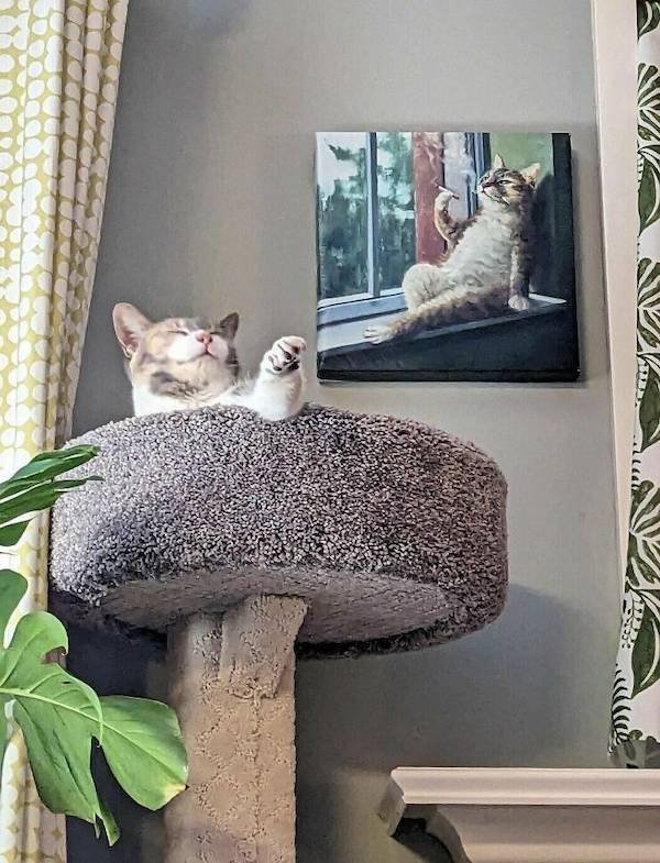 Funny Animals (50 pics)