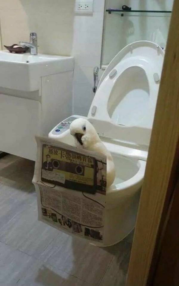 Funny Animals (50 pics)