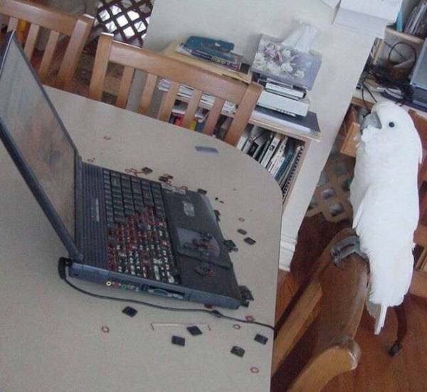 Funny Animals (50 pics)