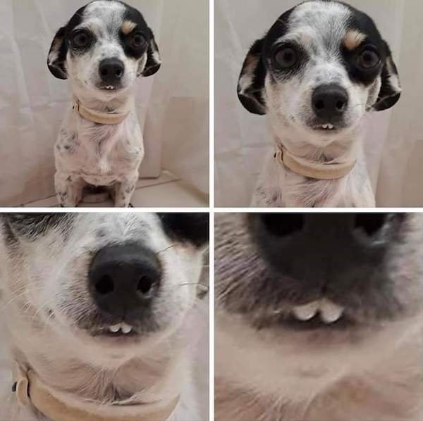 Funny Animals (50 pics)