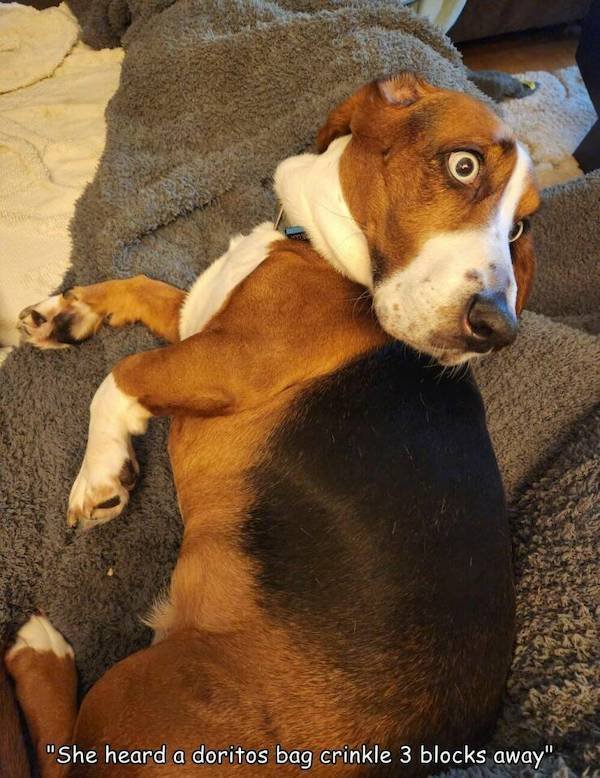 Funny Animals (50 pics)