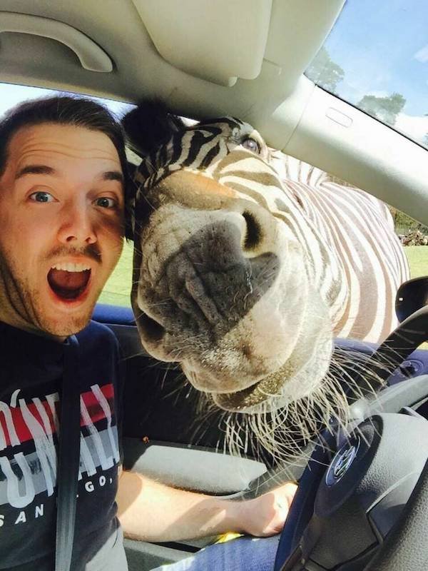 Funny Animals (50 pics)