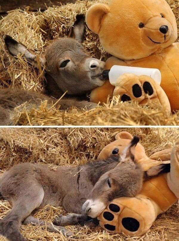 Funny Animals (50 pics)