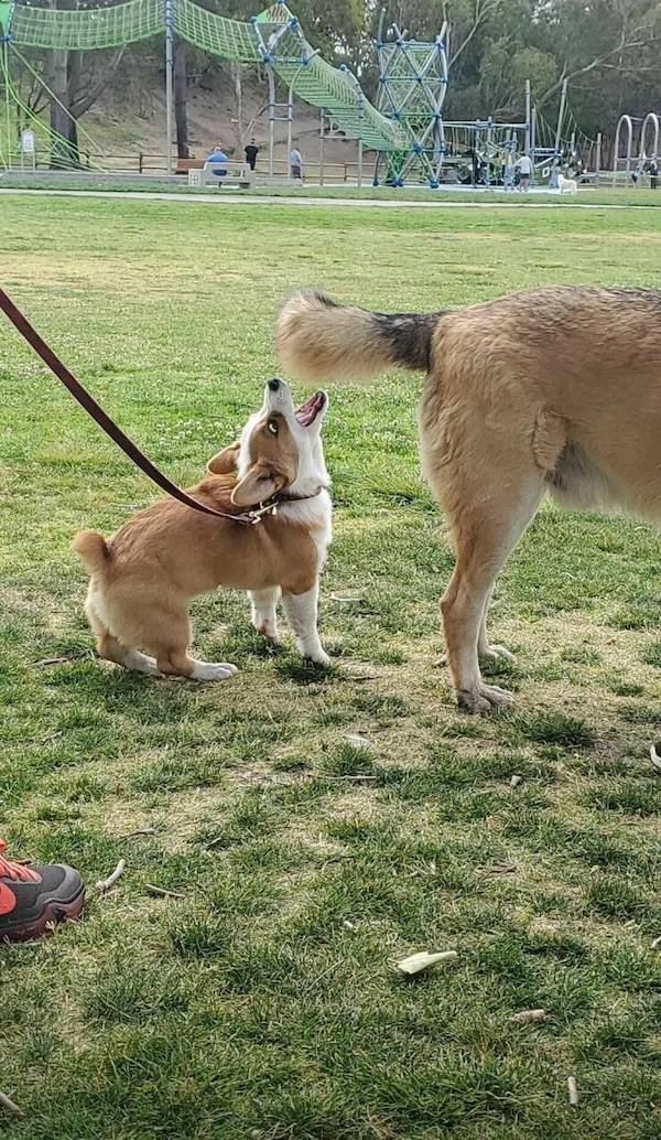 Funny Animals (50 pics)