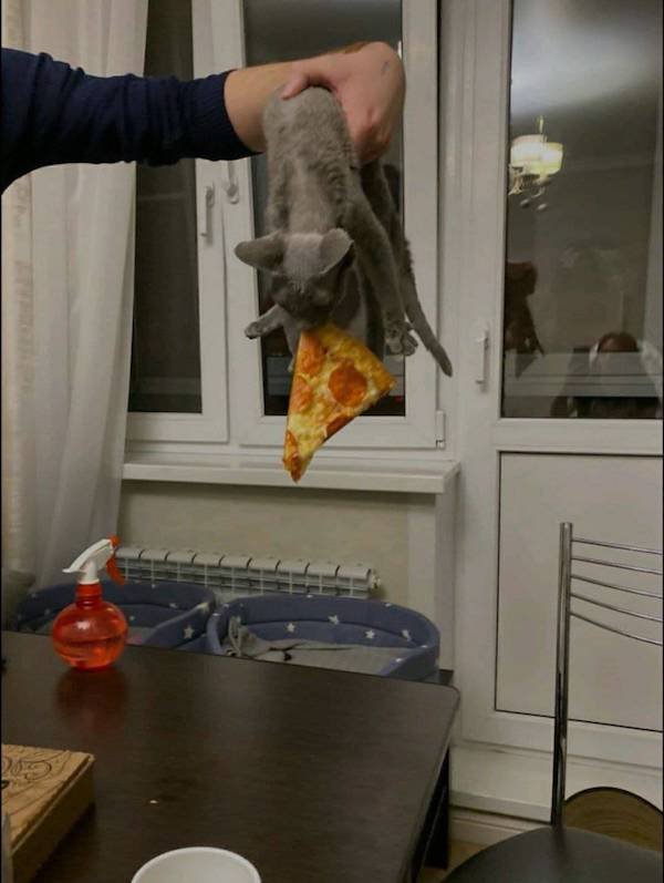 Funny Animals (50 pics)