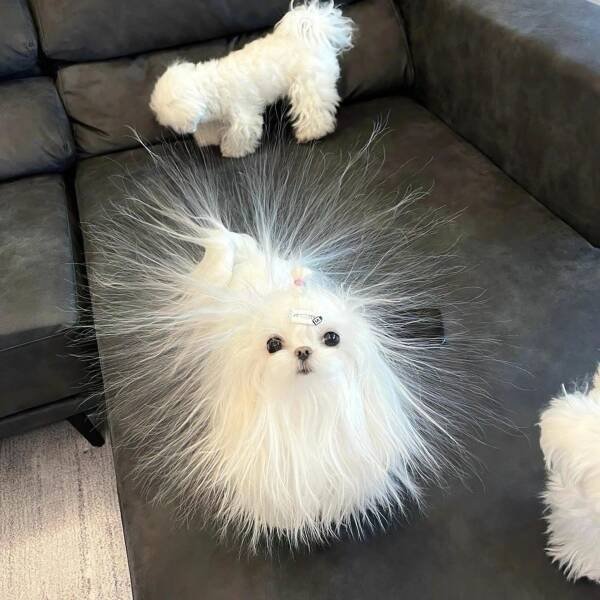 Funny Animals (50 pics)