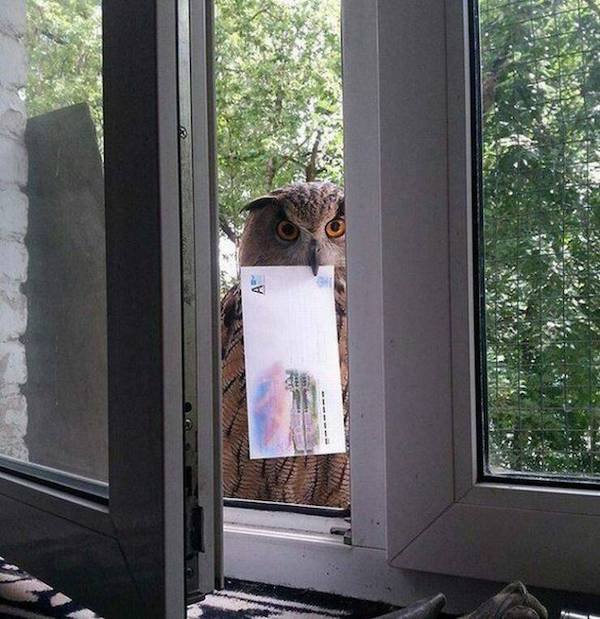 Funny Animals (50 pics)