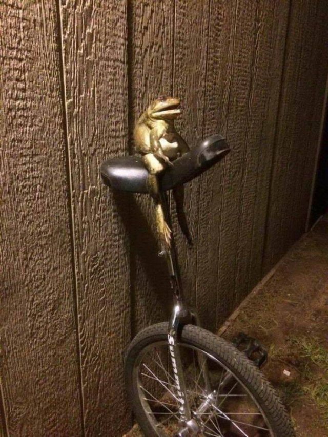 What Is Going On Here? (52 pics)