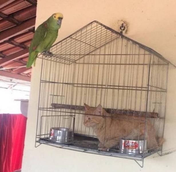 What Is Going On Here? (52 pics)