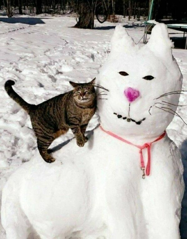 Funny Cats (25 pics)