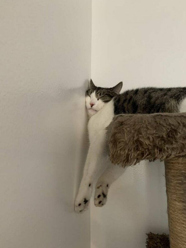 Funny Cats (25 pics)