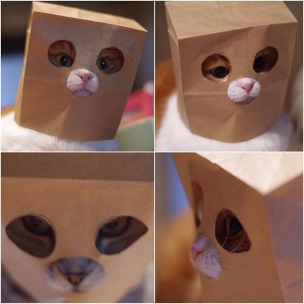 Funny Cats (25 pics)