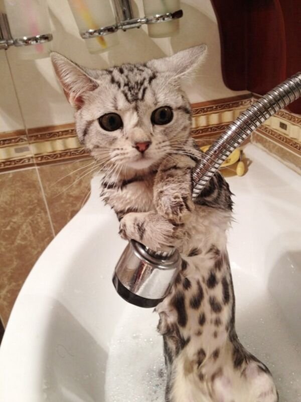 Funny Cats (25 pics)