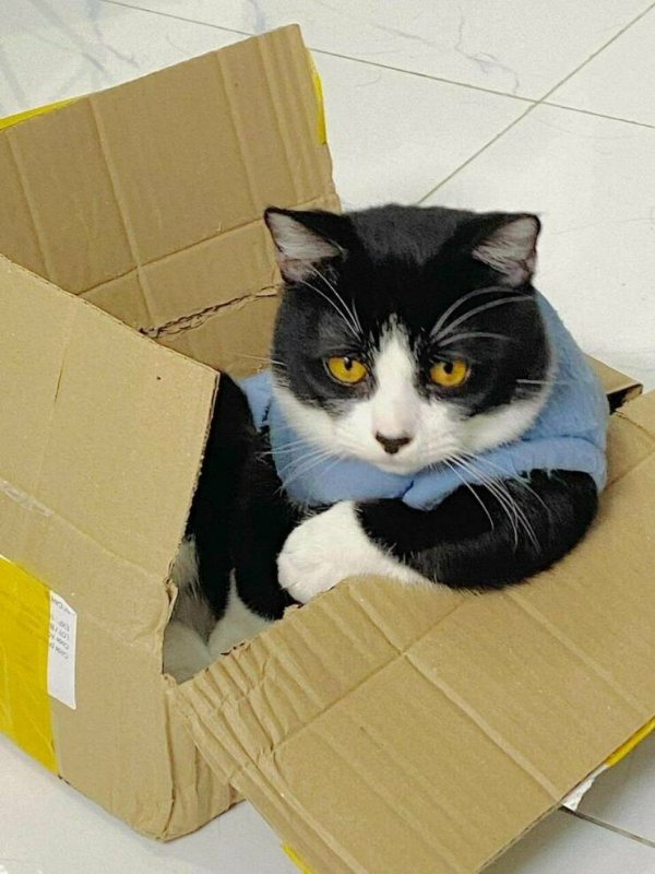 Funny Cats (25 pics)