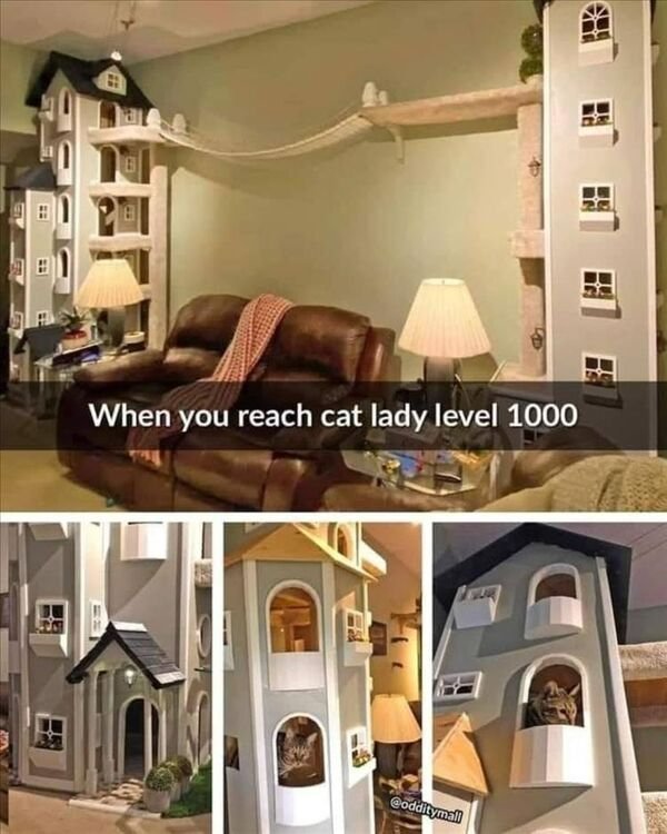 Funny Cats (25 pics)