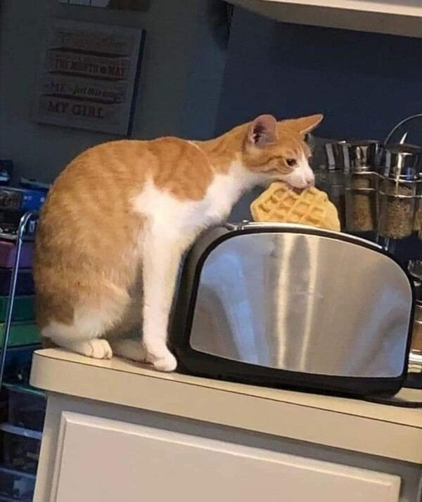 Funny Cats (25 pics)