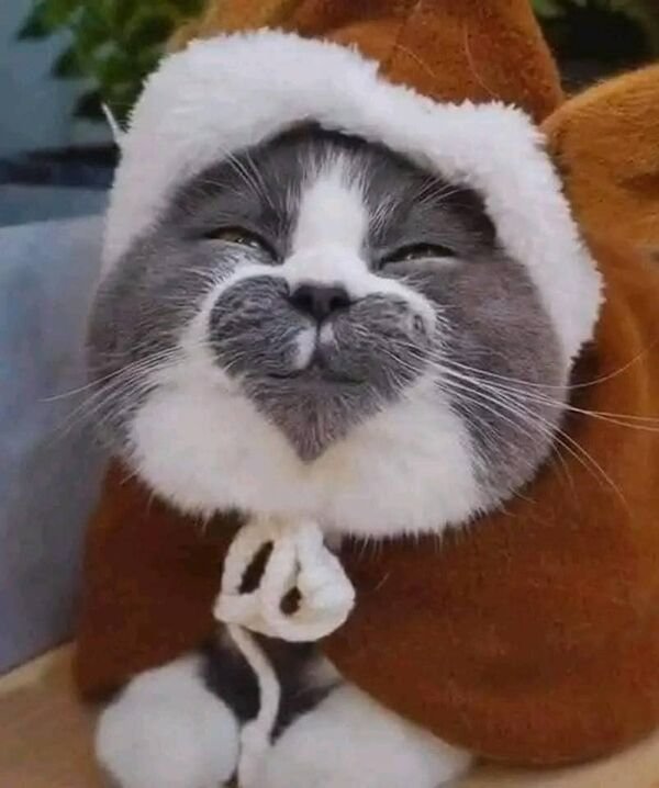 Funny Cats (25 pics)