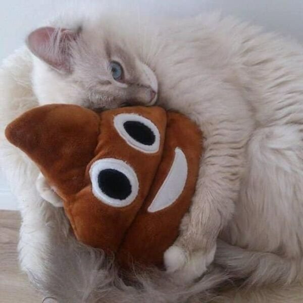 Funny Cats (25 pics)