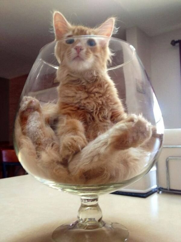Funny Cats (25 pics)