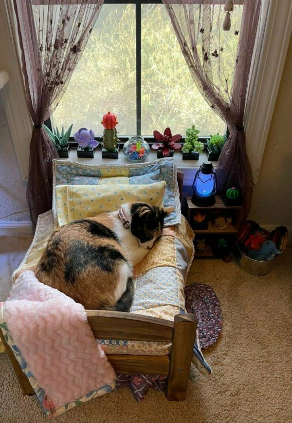Funny Cats (25 pics)
