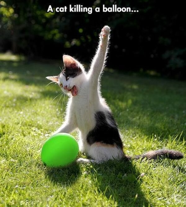 Funny Cats (25 pics)