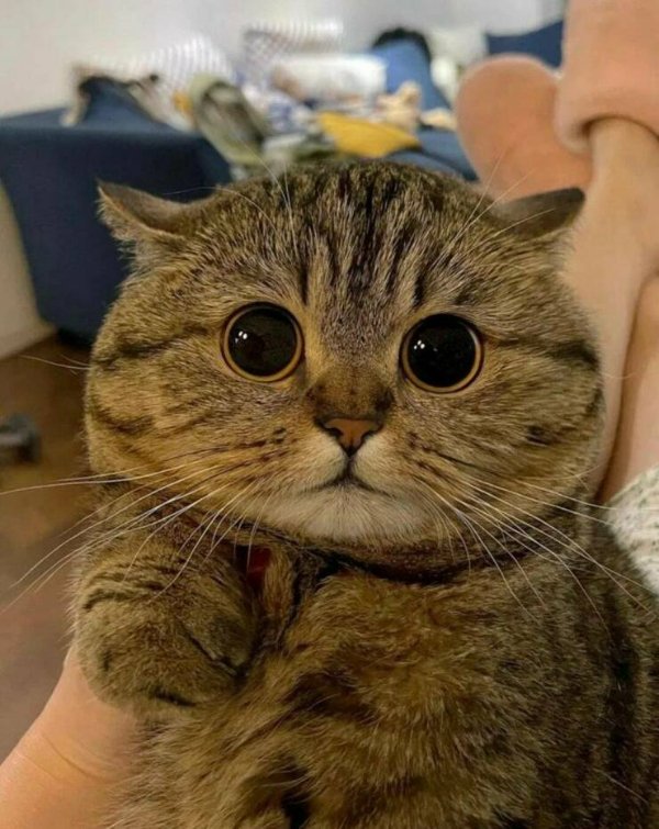 Funny Cats (25 pics)