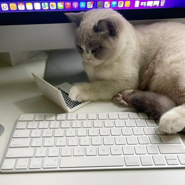 Funny Cats (25 pics)