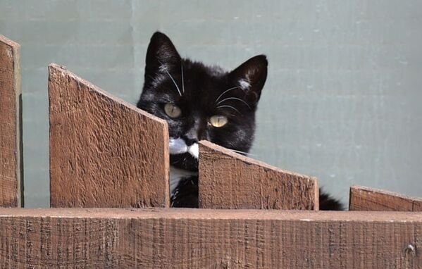 Funny Cats (25 pics)