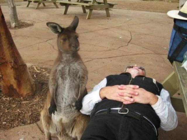 Funny Animals (59 pics)