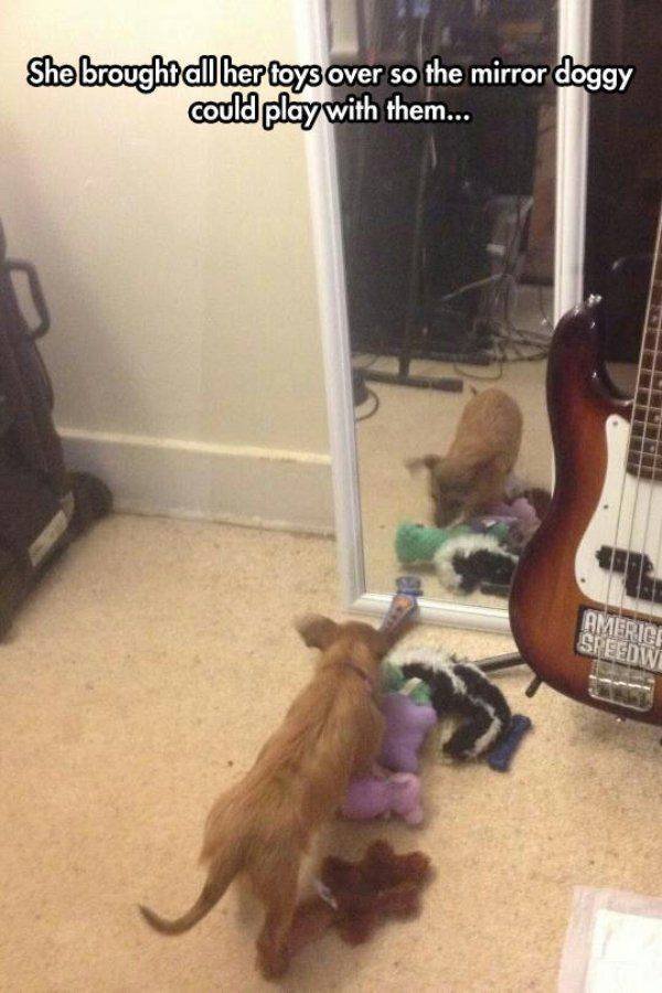 Funny Animals (59 pics)