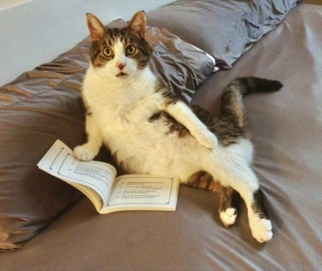 Funny Animals (59 pics)
