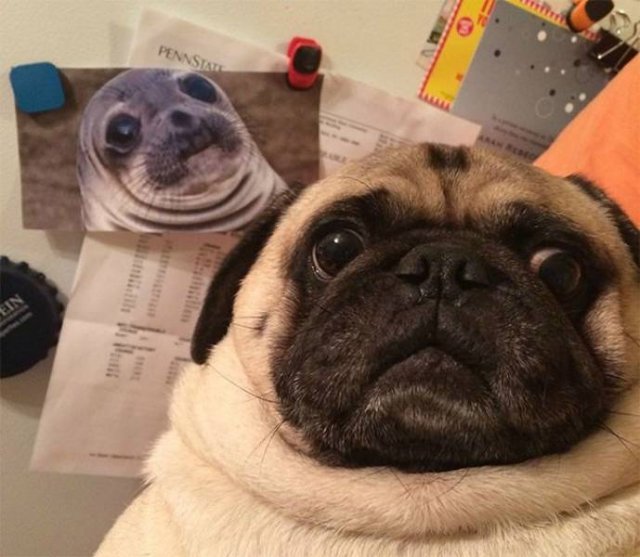 Funny Animals (59 pics)