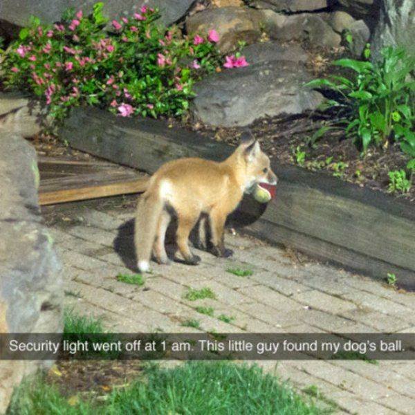 Funny Animals (59 pics)