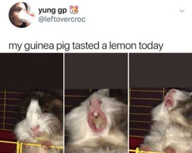 Funny Animals (59 pics)