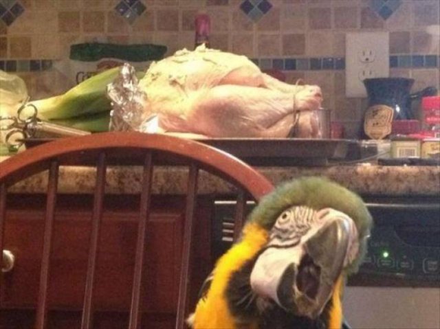 Funny Animals (59 pics)