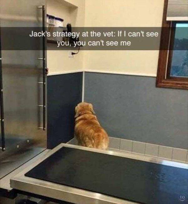 Funny Animals (59 pics)