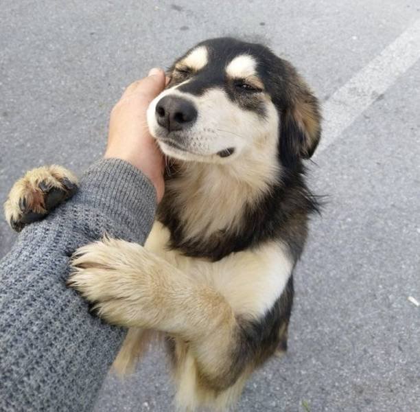Cute Pets (55 pics)