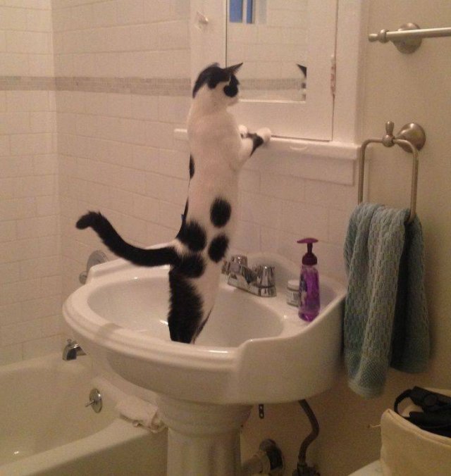 Cute Pets (55 pics)