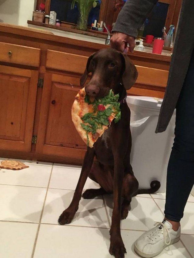 Cute Pets (55 pics)