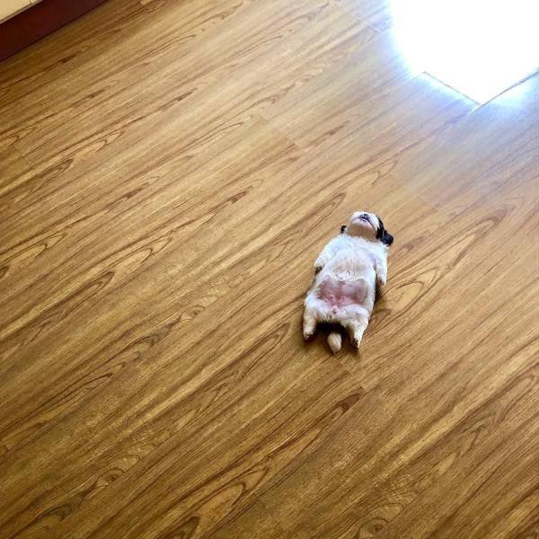 Cute Pets (55 pics)