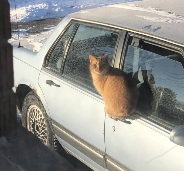 Cute Pets (55 pics)